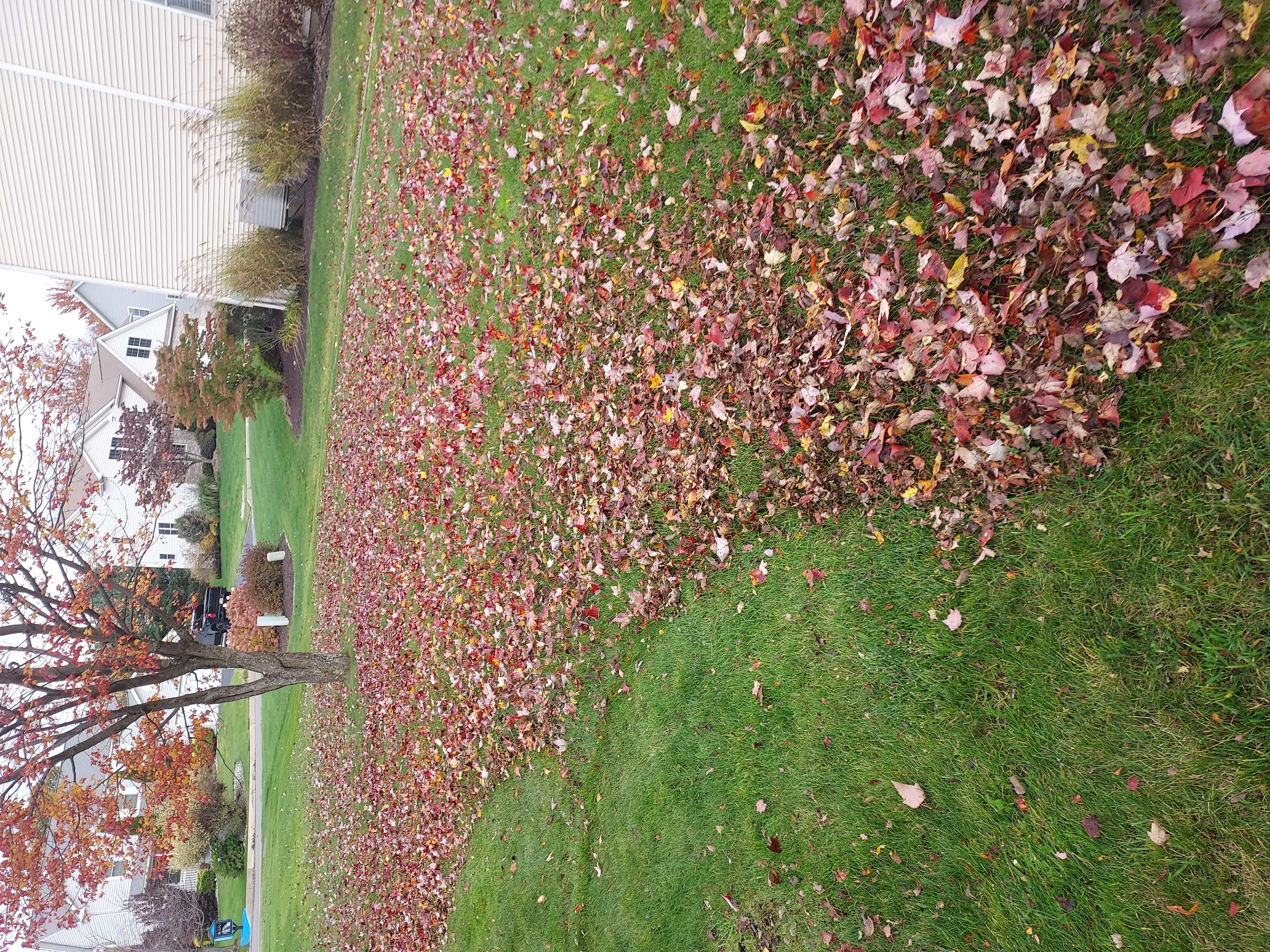 Professional Leaf Removal and Seasonal Clean-Up in Dunmore, PA