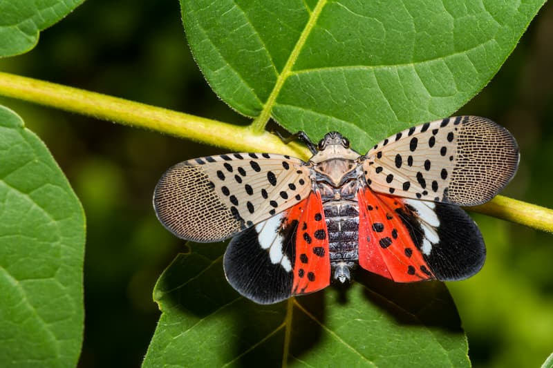 Spotted lantern fly